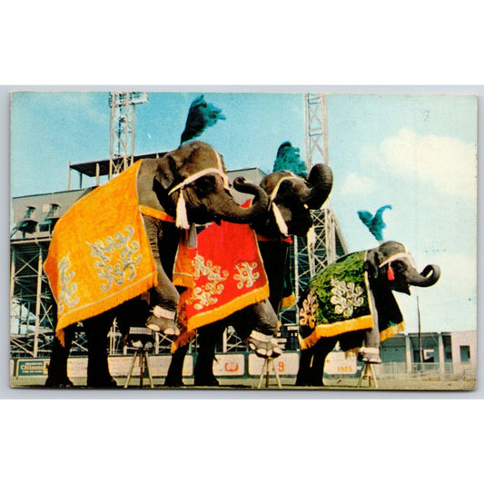 Johnny Cline's Elephants Postcard NP VGC c1970's