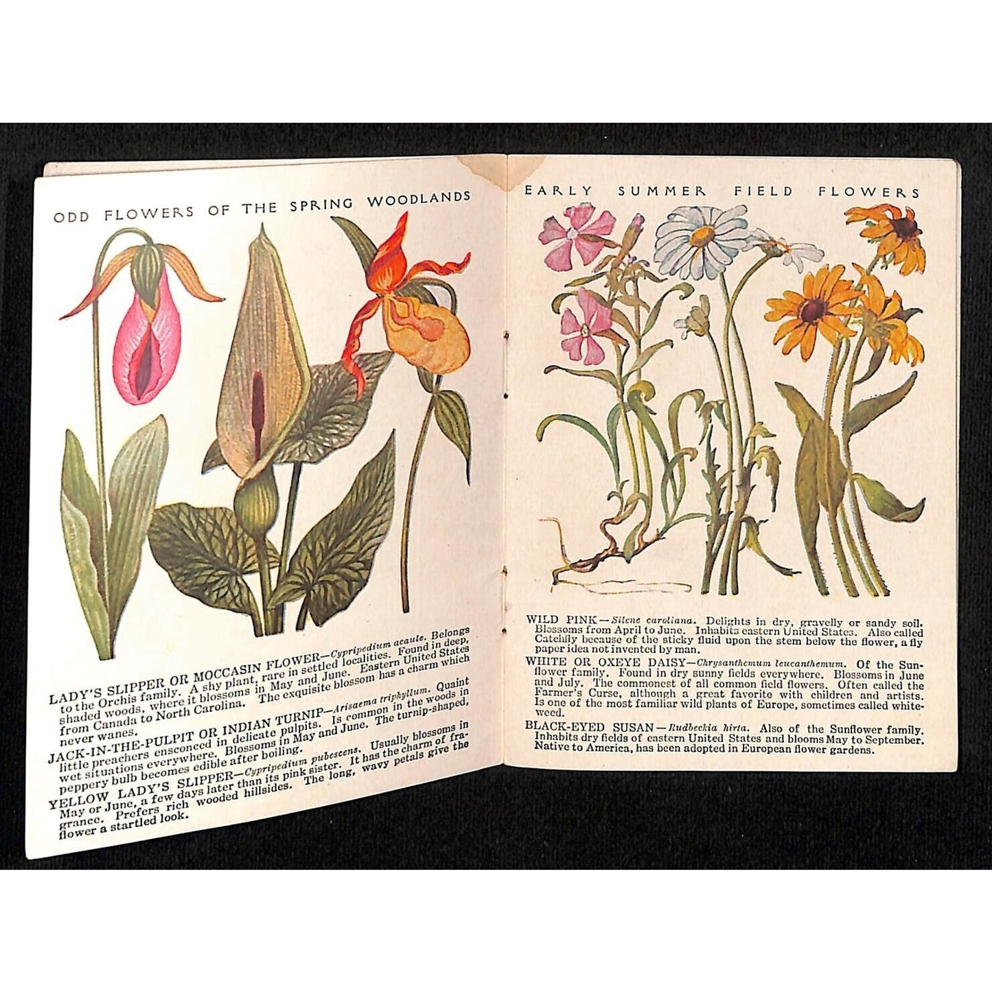 White House Coffee Tea 16pp 1922 "Common Wayside Flowers" 3 1/4" x 4" Booklet