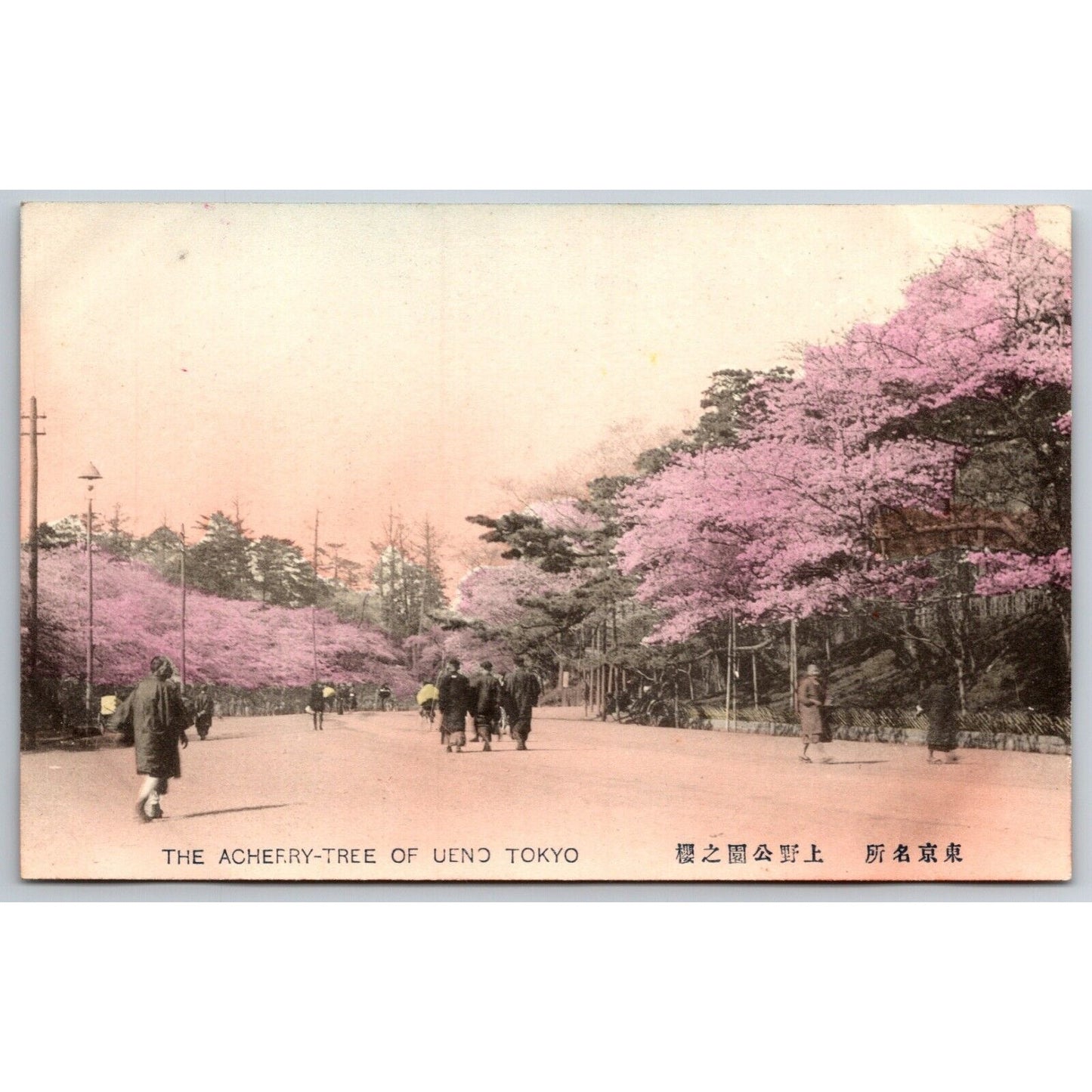 Cherry Trees of Ueno Tokyo Postcard Tinted RPPC* c1901-07 VGC