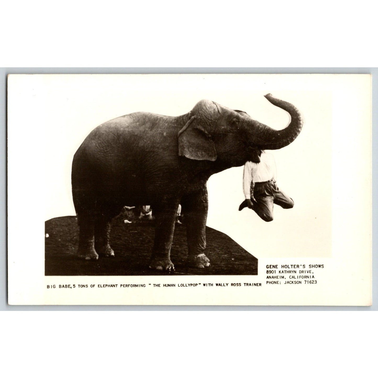 Big Babe Elephant Wally Ross Gene Holter RPPC* Postcard Scarce c1955 VGC