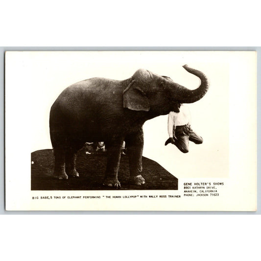 Big Babe Elephant Wally Ross Gene Holter RPPC* Postcard Scarce c1955 VGC