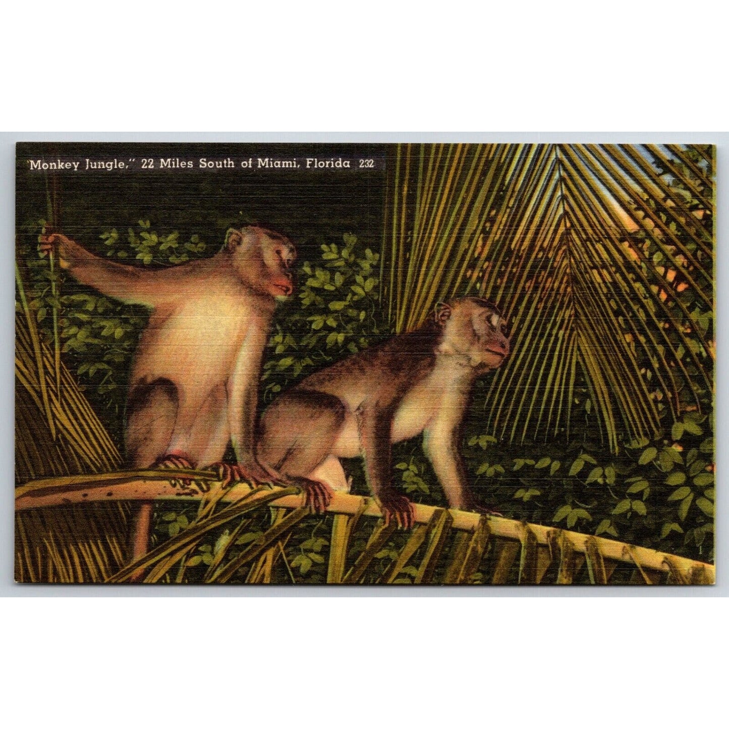"Monkey Island" 22 Miles South of Miami Florida Linen Postcard NP c1935-45 VGC