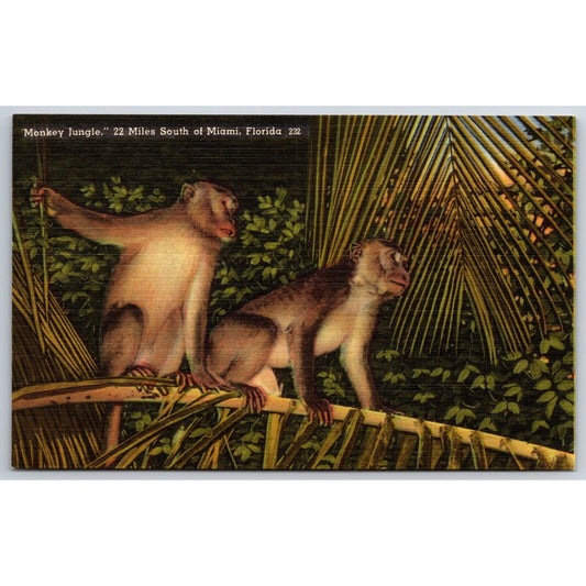 "Monkey Island" 22 Miles South of Miami Florida Linen Postcard NP c1935-45 VGC