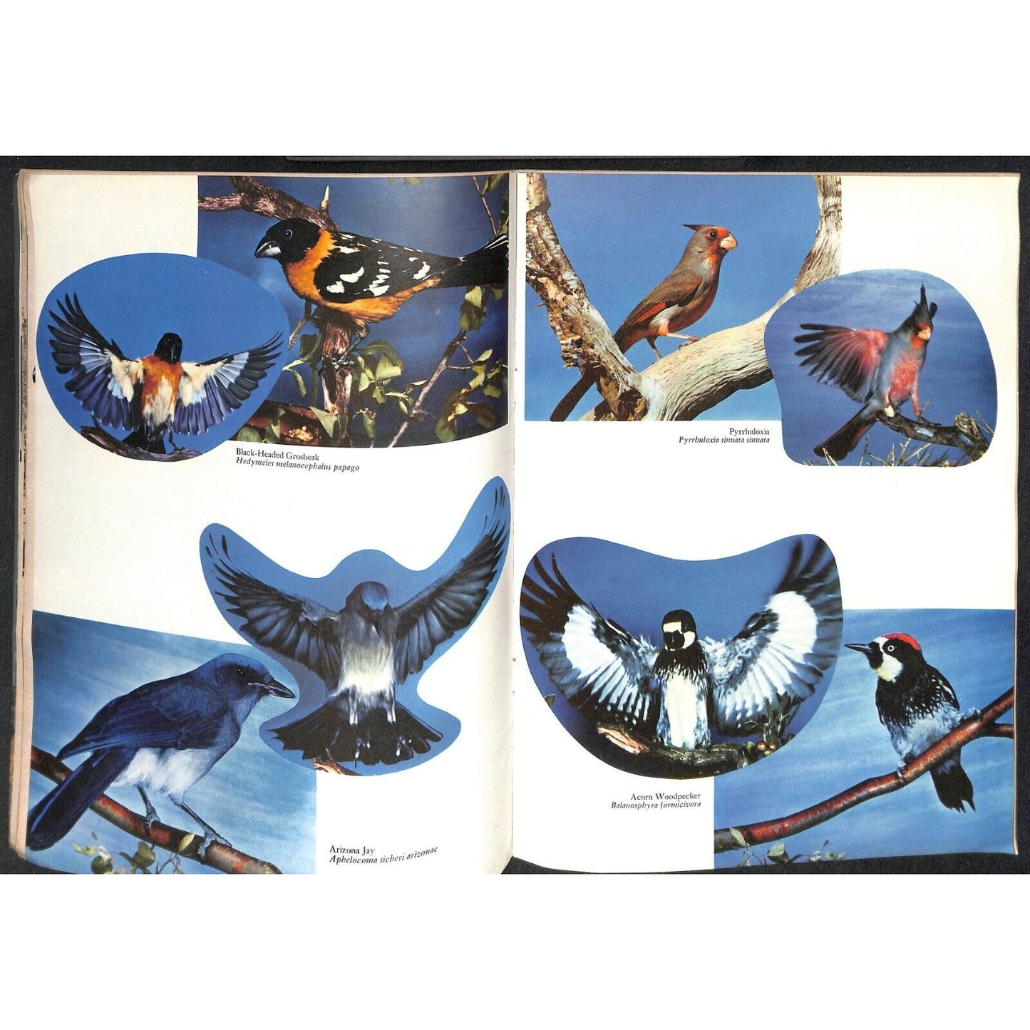Arizona Highways Magazine July 1961 Birds Issue 40pp VGC