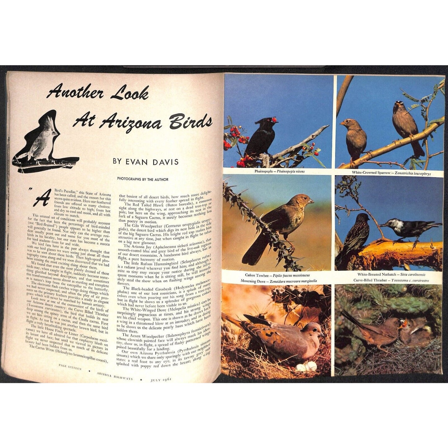 Arizona Highways Magazine July 1961 Birds Issue 40pp VGC