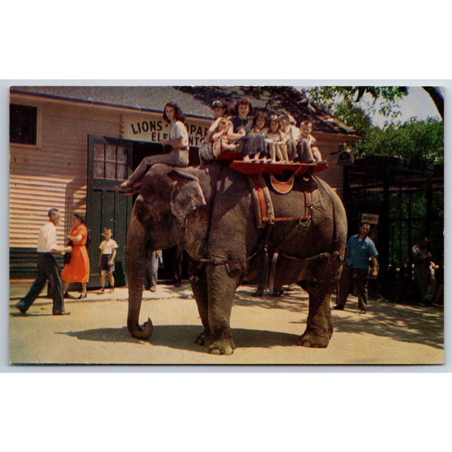 Benson Wild Animal Farm Hudson Centre, NH Elephant Ride Postcard NP c1950's