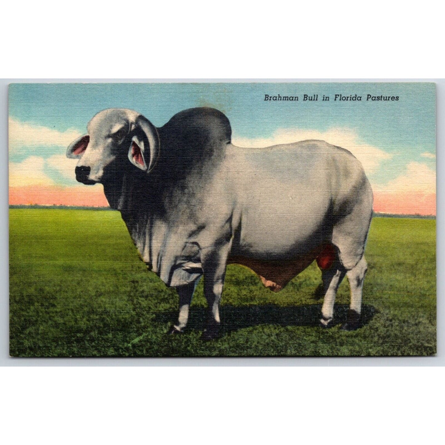 Brahman Bull in Florida Pastures Linen Postcard NP c1940's-50 VGC