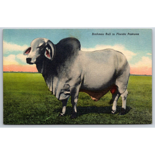 Brahman Bull in Florida Pastures Linen Postcard NP c1940's-50 VGC