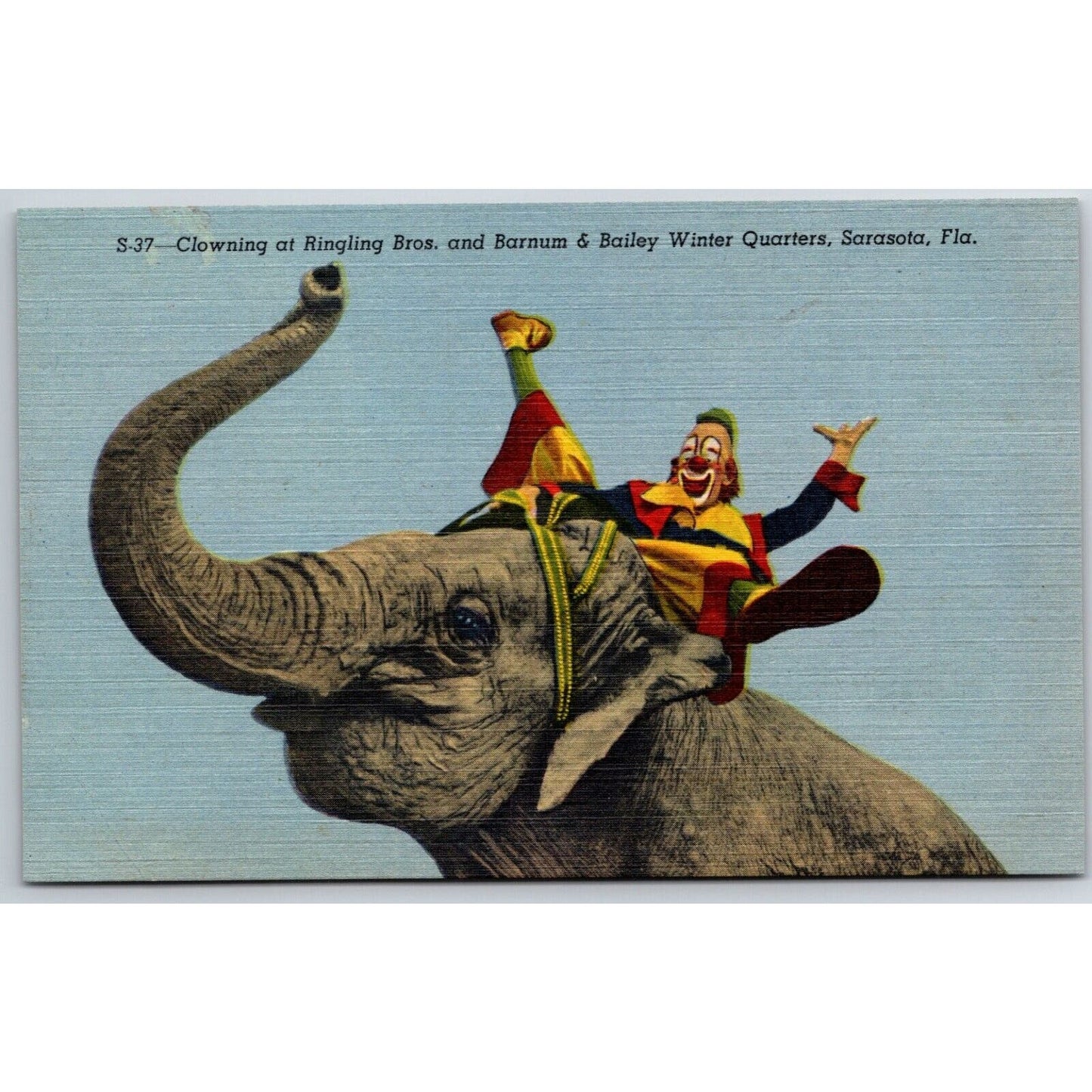 Clown Riding Elephant Ringling Bros Circus Sarasota Postcard c1935-45 VGC