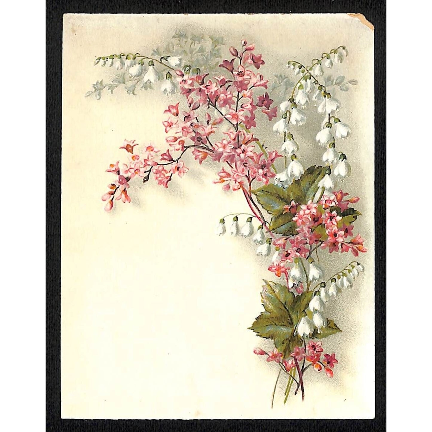 S. Beach Burlington, VT Burlington Crackers Large Victorian Trade Card