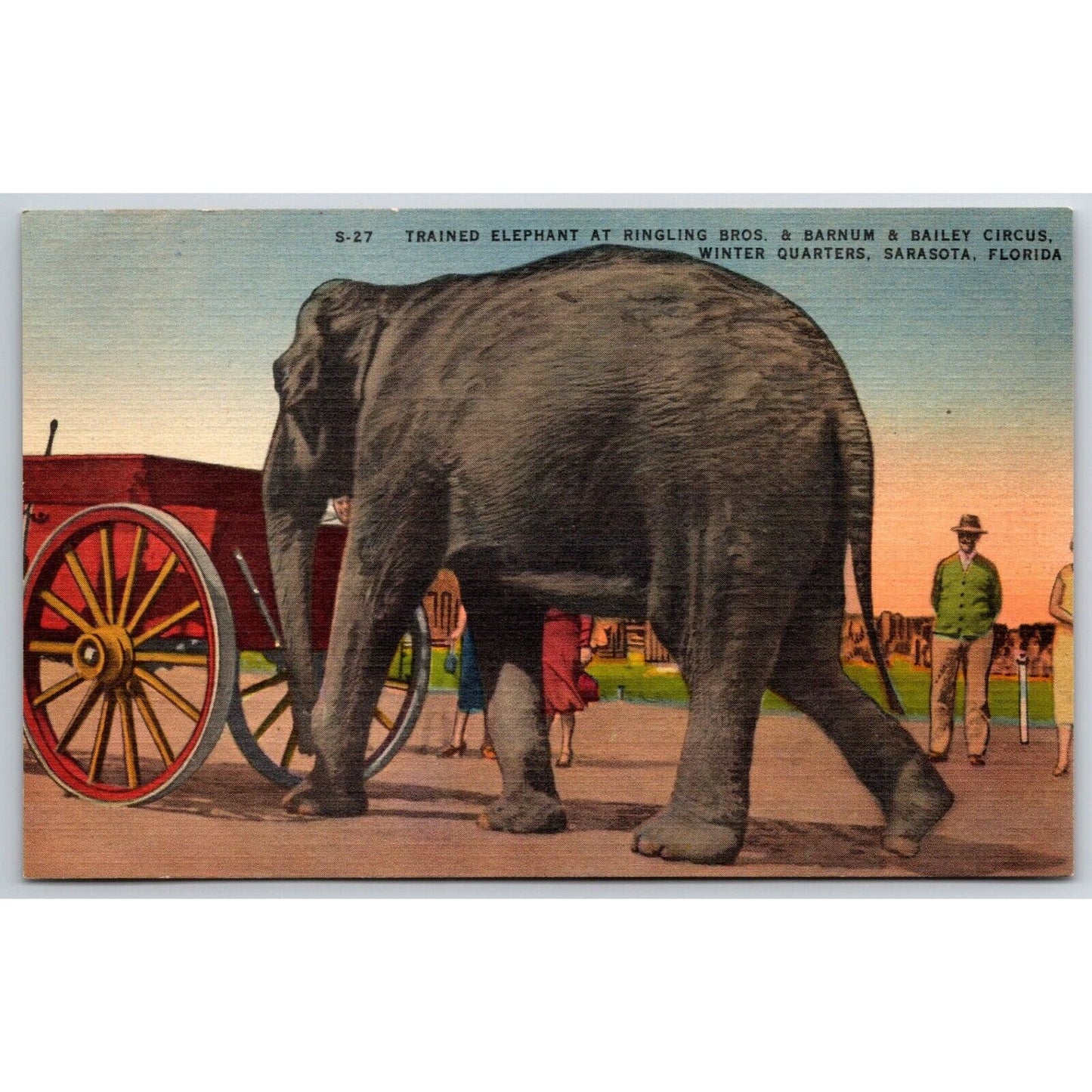 Trained Elephant at Ringling Bros. & Barnum Sarasota Linen Postcard c1935-45 VGC