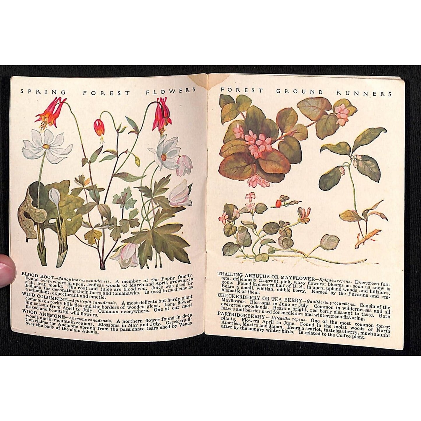 White House Coffee Tea 16pp 1922 "Common Wayside Flowers" 3 1/4" x 4" Booklet