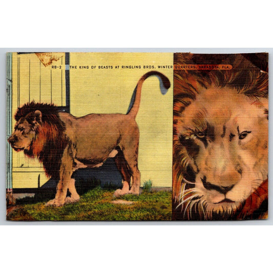 King of Beasts Lion at Ringling Bros Winter Quarters Sarasota Postcard PM 1951