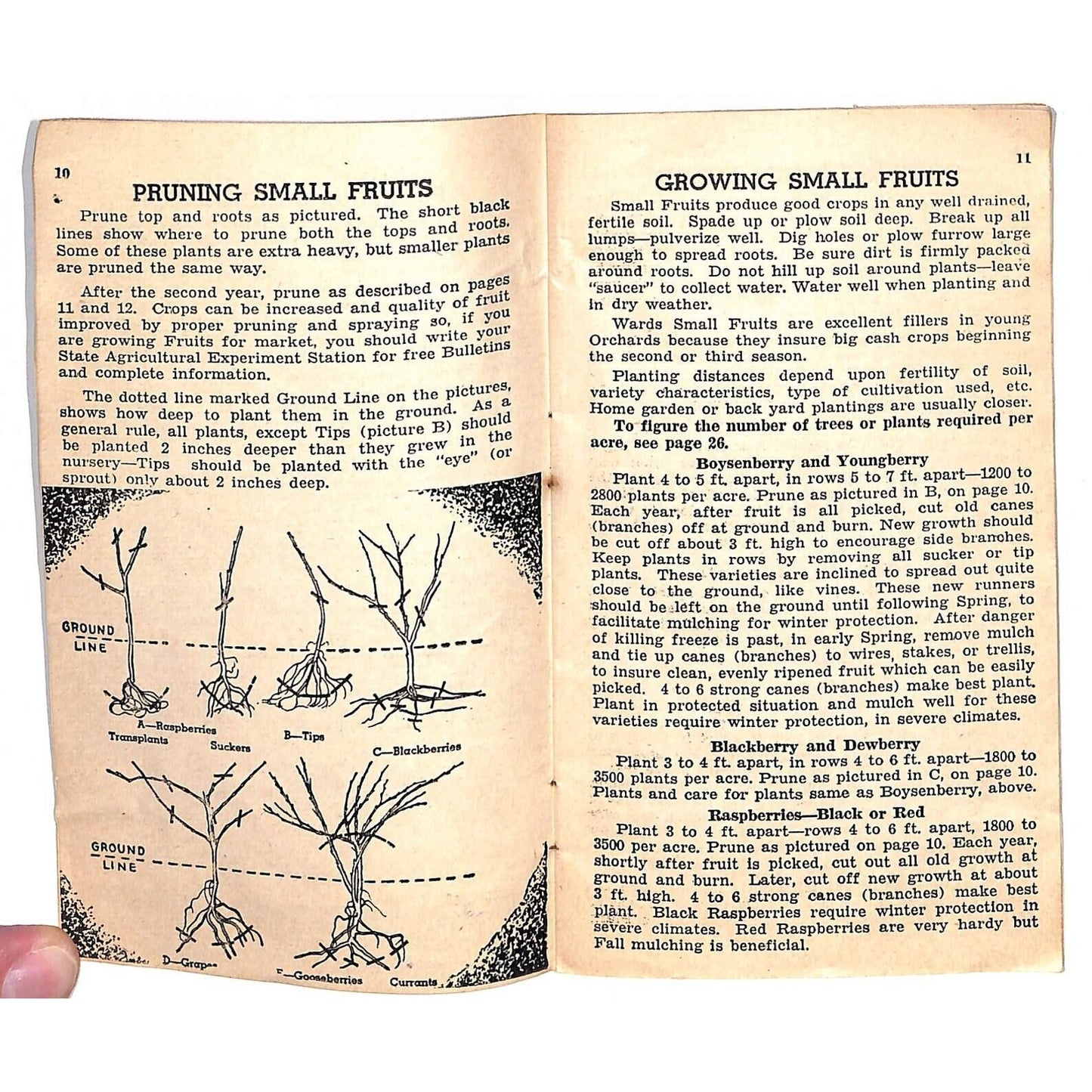 1942 Mongomery Wards Planting Guide Fertilizers Illustrations Booklet 31pp