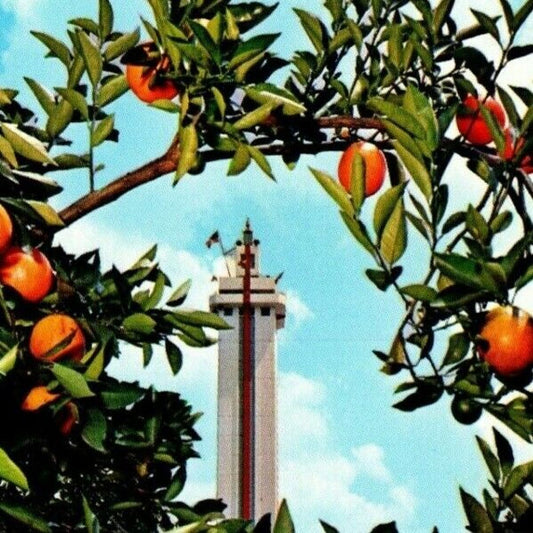 c1960's-70's Vintage Fruit Postcard "Citrus Tower, Clermont, Florida" VGC