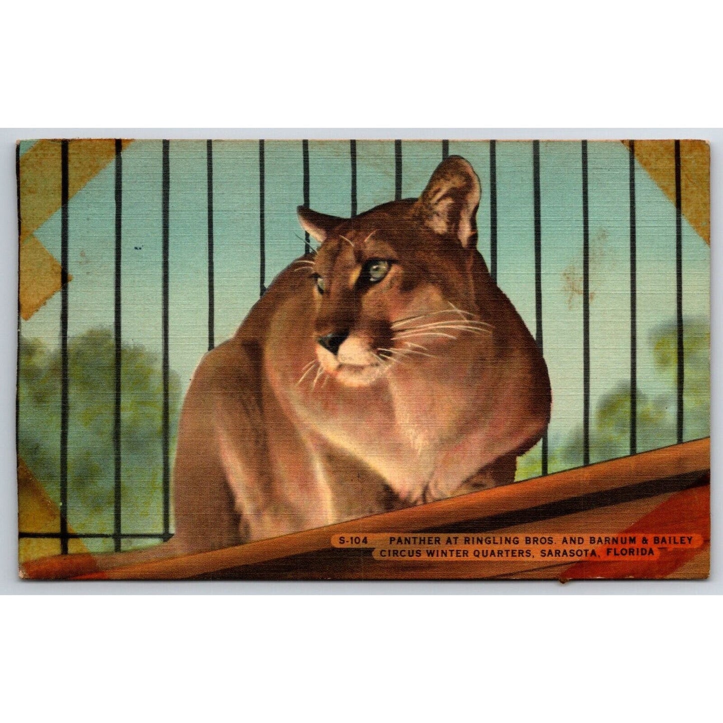 Panther at Ringling Bros Winter Quarters Sarasota Postcard PM 1951