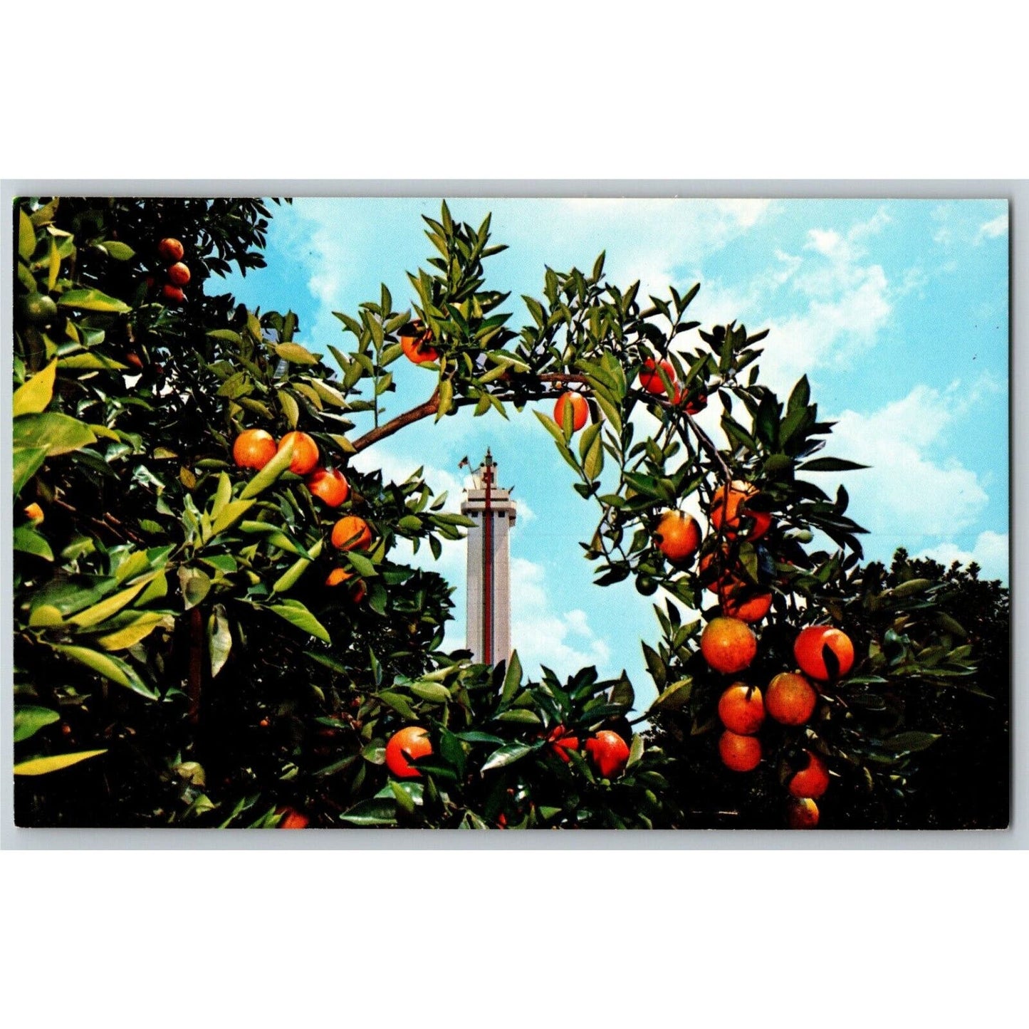 c1960's-70's Vintage Fruit Postcard "Citrus Tower, Clermont, Florida" VGC