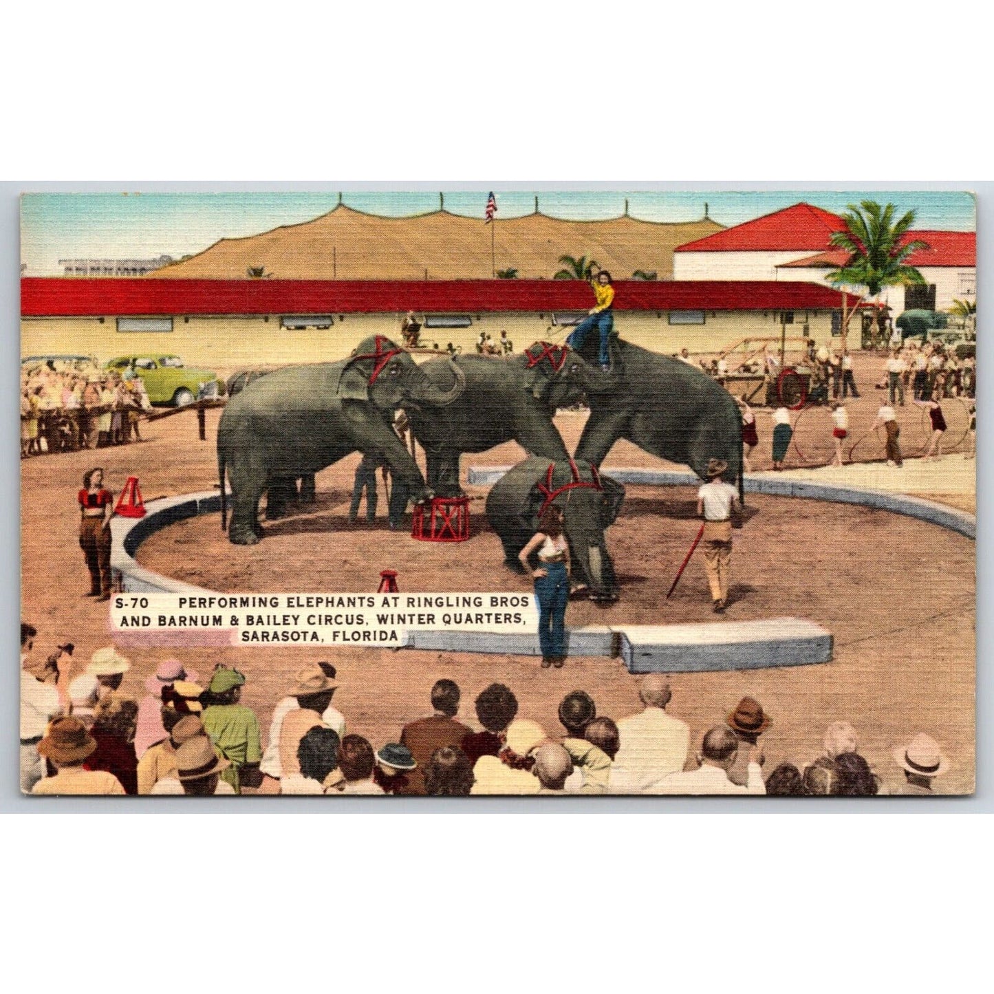 Performing Elephants Outdoors Ringling Bros Sarasota Linen Postcard c1935-45 VGC