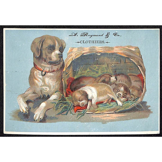 A. Raymond & Co Clothiers Broadway MYC Victorian Trade Card Dog & Puppies Basket