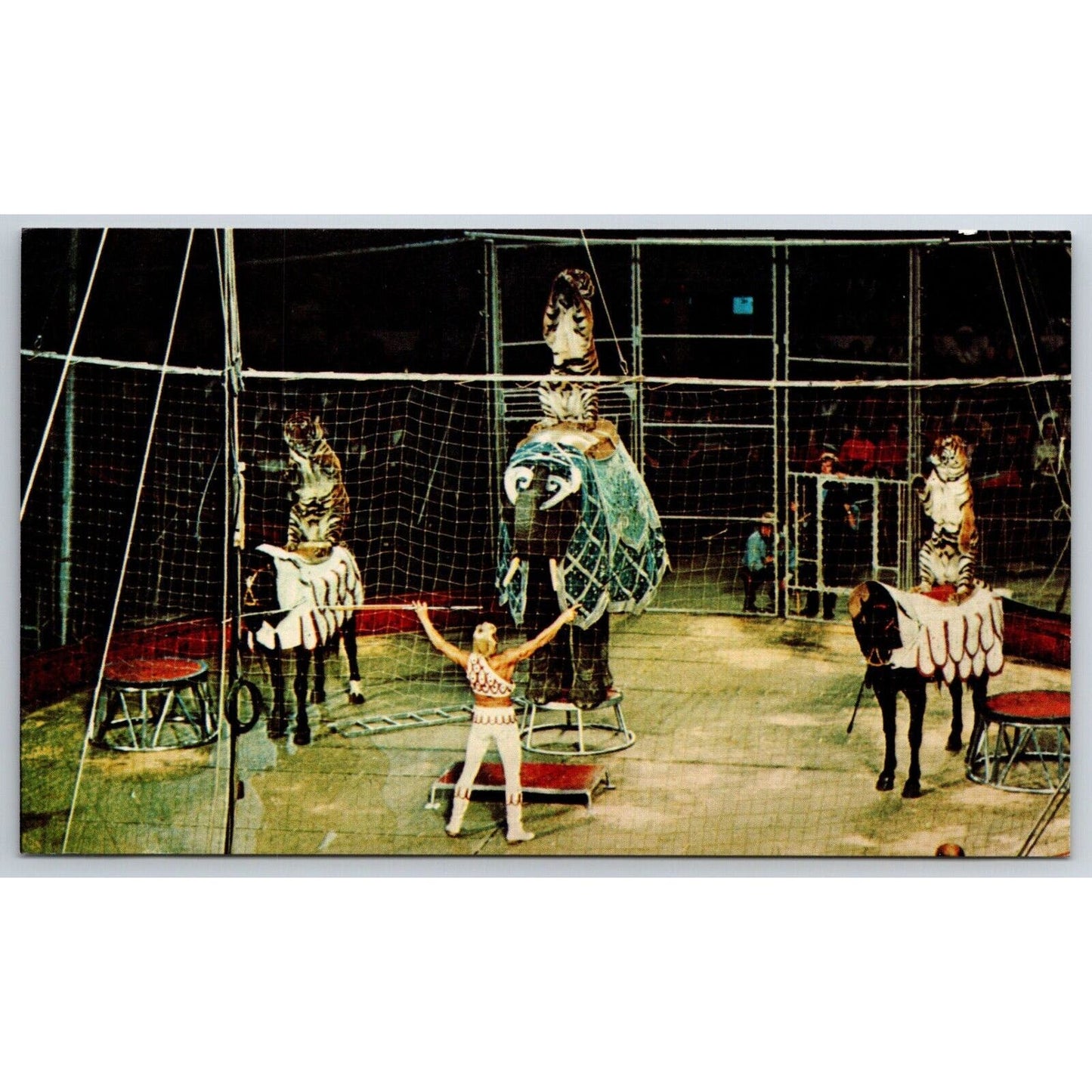 Ringling Bros. Gunther Gebel-Williams In Cage Postcard VGC NP c1976
