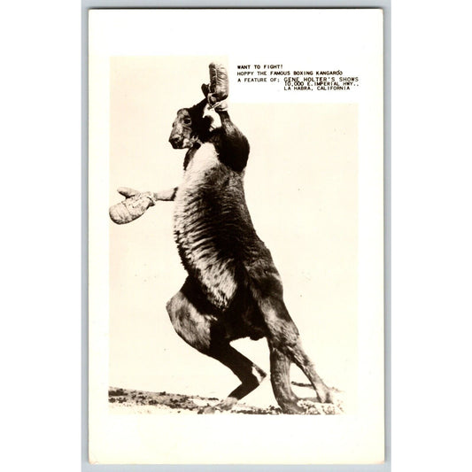 Hoppy Boxing Kangaroo Gene Holter's Shows RPPC* Postcard Scarce c1950-55 VGC
