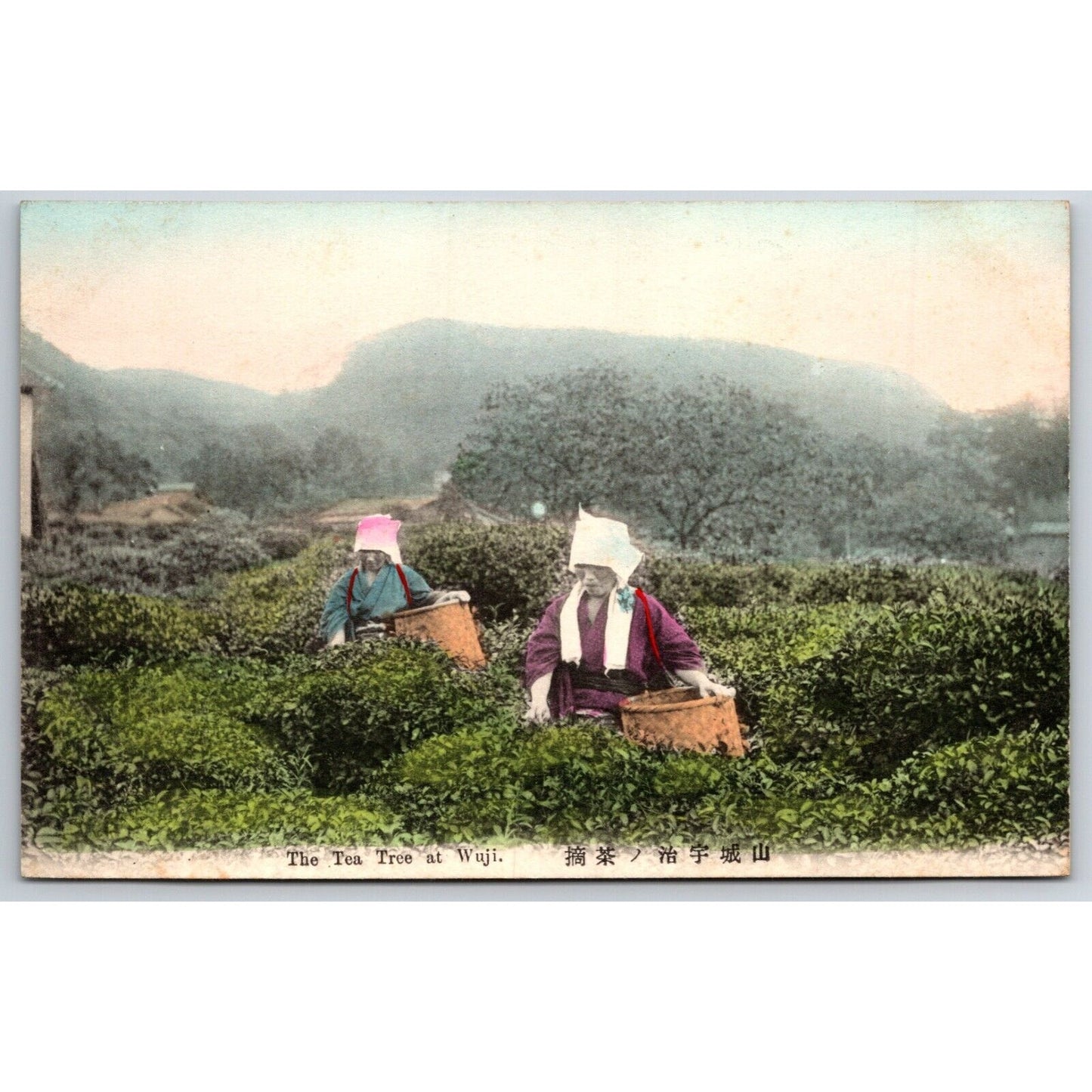 The Tea Tree at Wuji Japanese Postcard - Tinted RPPC* c1901-07 VGC