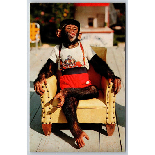 Monkey Jungle South of Miami Chimpanzee in Chair Postcard NP c1950's-60's