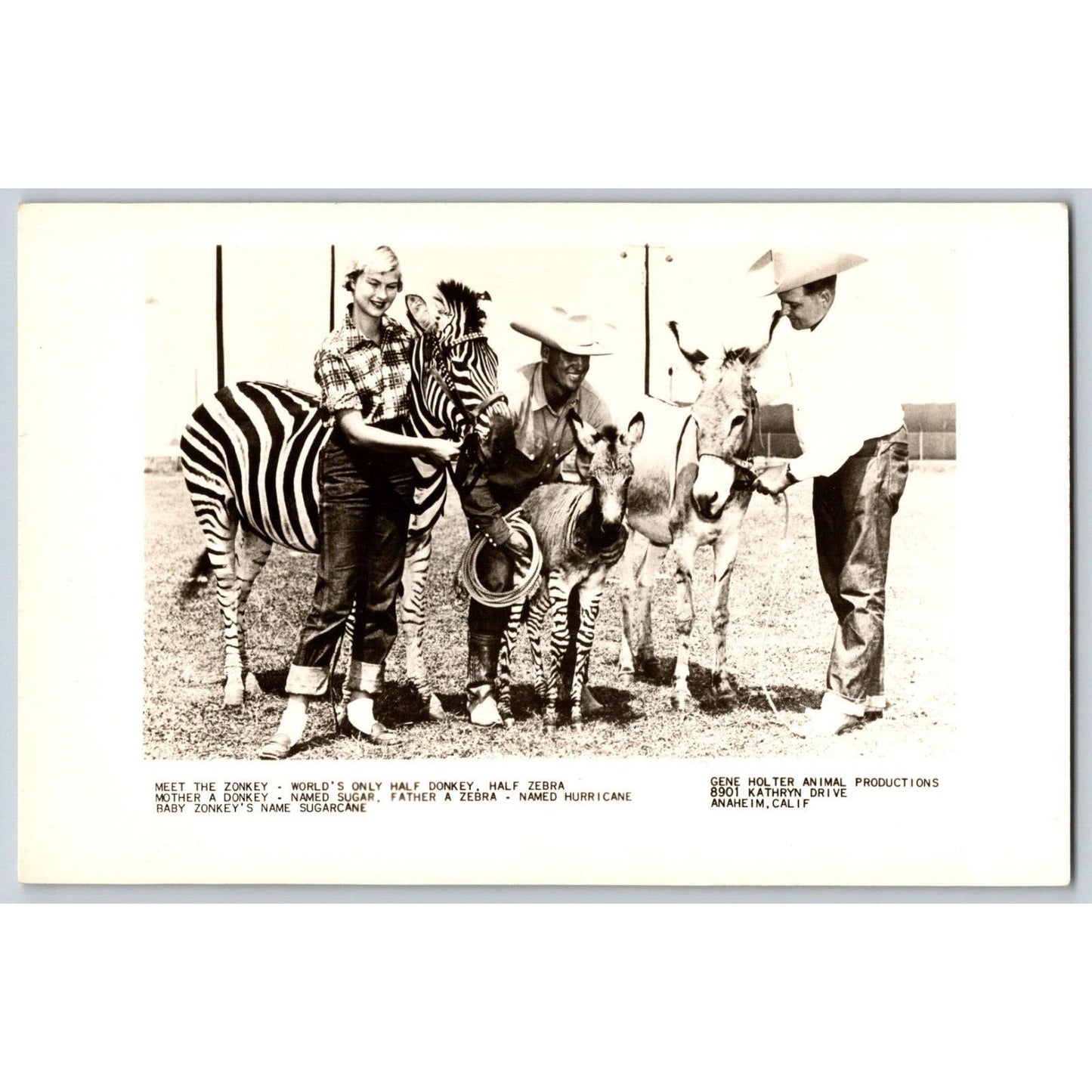 Zonkey Zebra Donkey Gene Holter's Shows RPPC* Postcard Scarce c1940-55 VGC