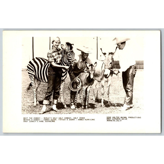 Zonkey Zebra Donkey Gene Holter's Shows RPPC* Postcard Scarce c1940-55 VGC