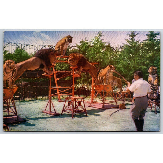 Benson Wild Animal Farm Hudson Centre, NH Wild Animal Act Postcard NP c1950's