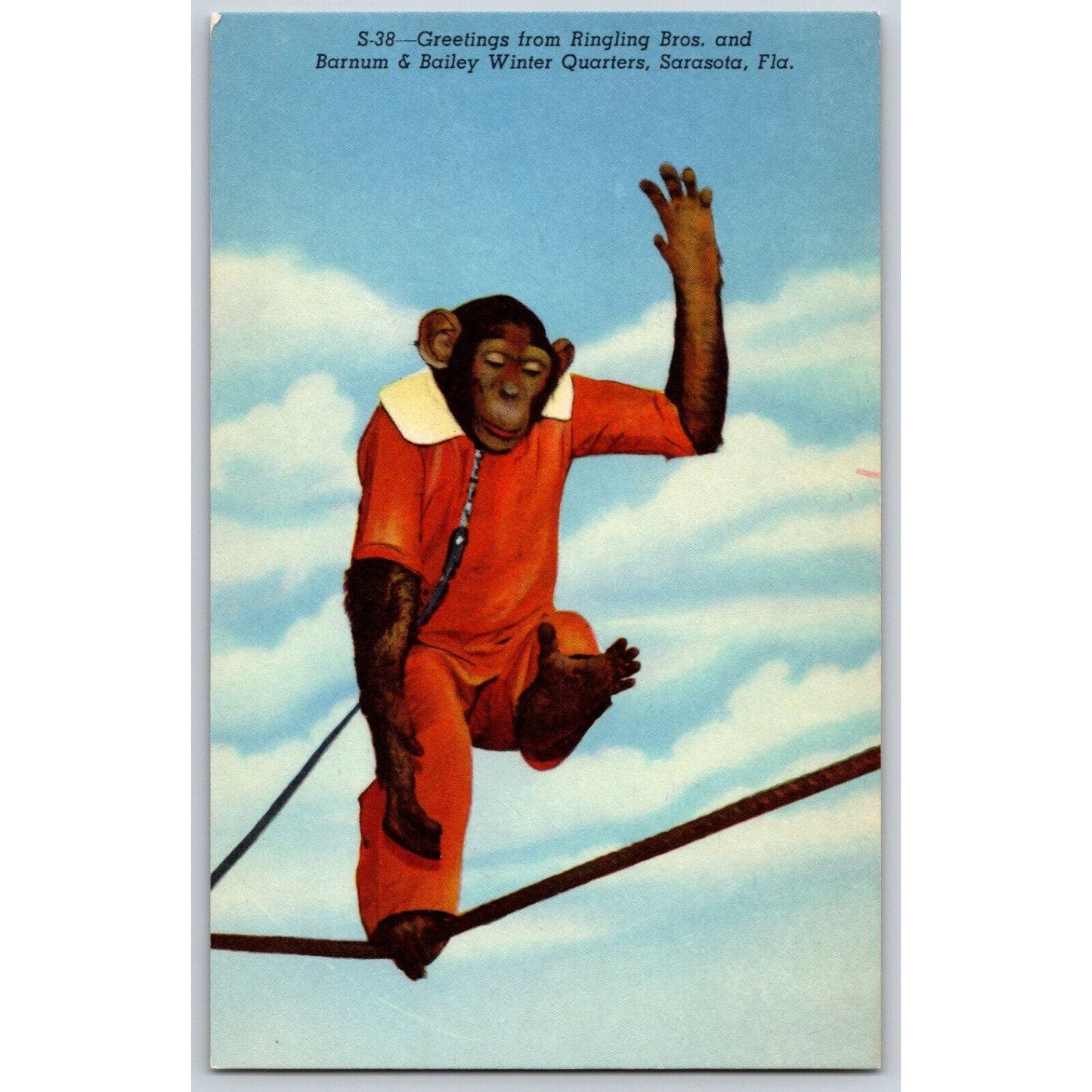 Monkey on Tightrope Ringling Bros. Sarasota Circus Postcard c1940's-50's NP VGC