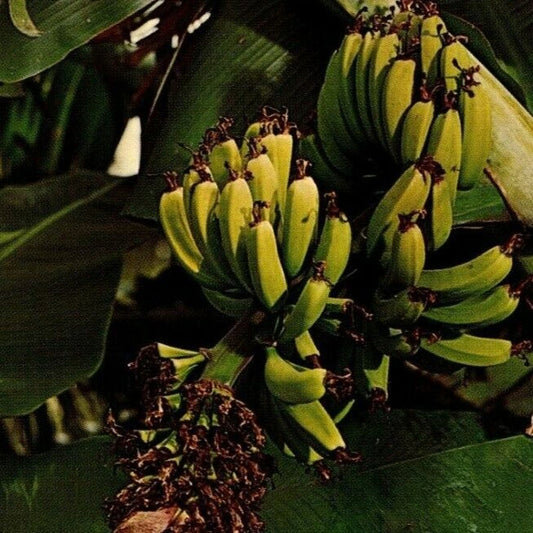 c1960's-70's Vintage Postcard "Banana Tree in Bloom" Florida Cypress Gardens VGC
