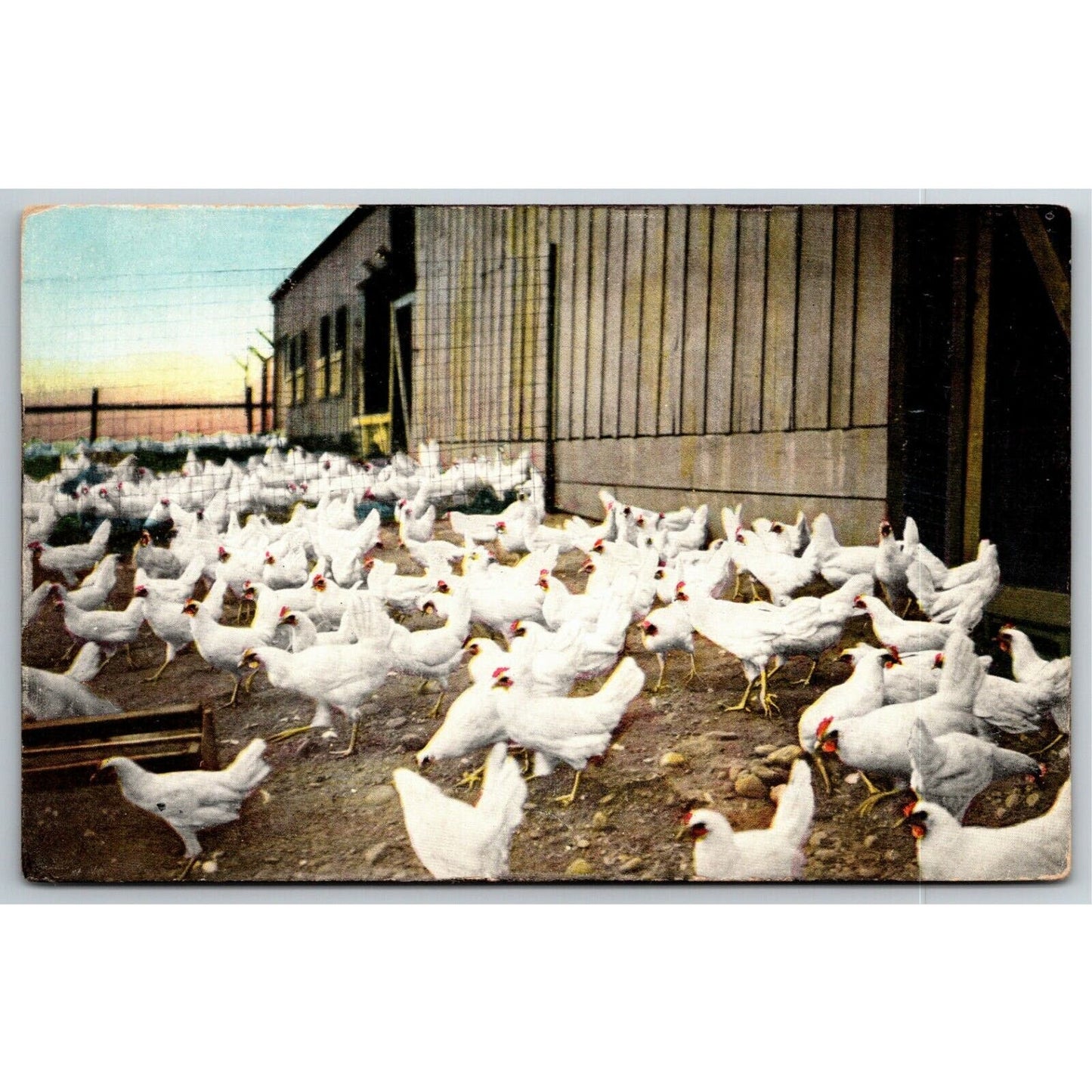 Vintage PPC Postcard - Hotel Potter, Santa Barbara w/ Private Chicken Ranch