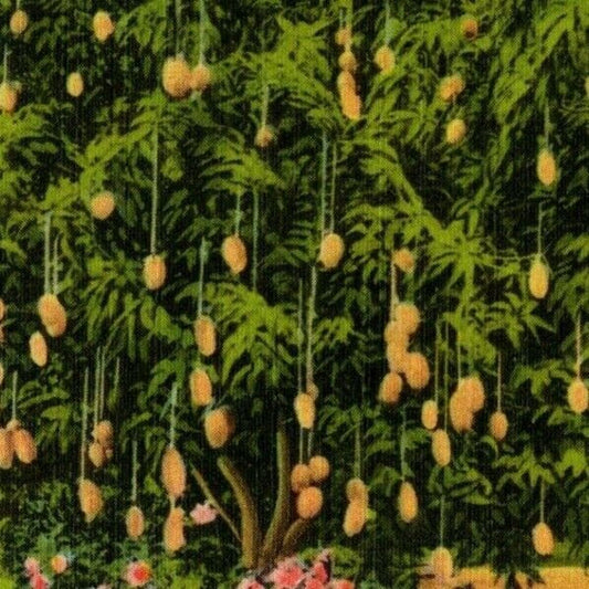 c1940's Vintage Linen Fruit Postcard Florida - "Mango Tree" VGC