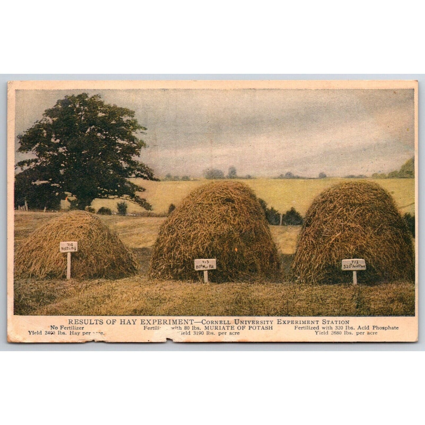 Results of Hay Experiment Cornell German Kali Works Adv. Postcard c1910-15