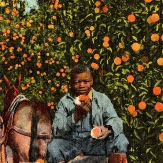c1940's Vintage Linen Fruit Postcard Florida "Among the Orange Groves" VGC