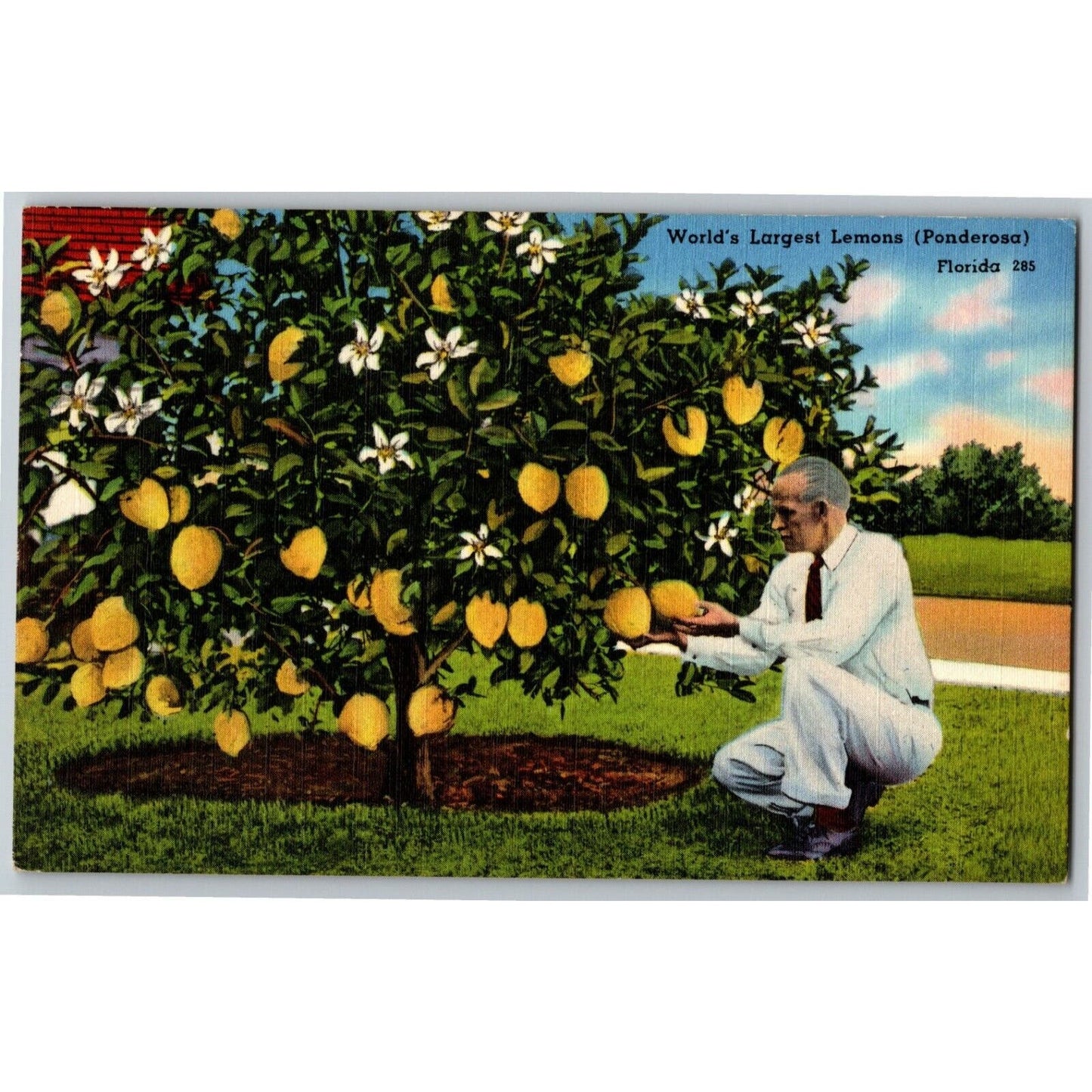 c1960 Vintage Linen Fruit Postcard Florida World's largest Lemons Ponderosa VGC