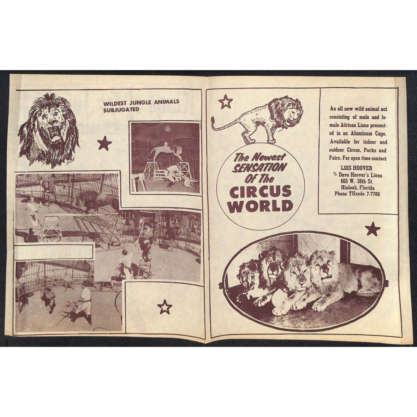 "Kings of the Jungle" Hoover's Jungle Beasts Lois Hoover Promotion Sheet c1964