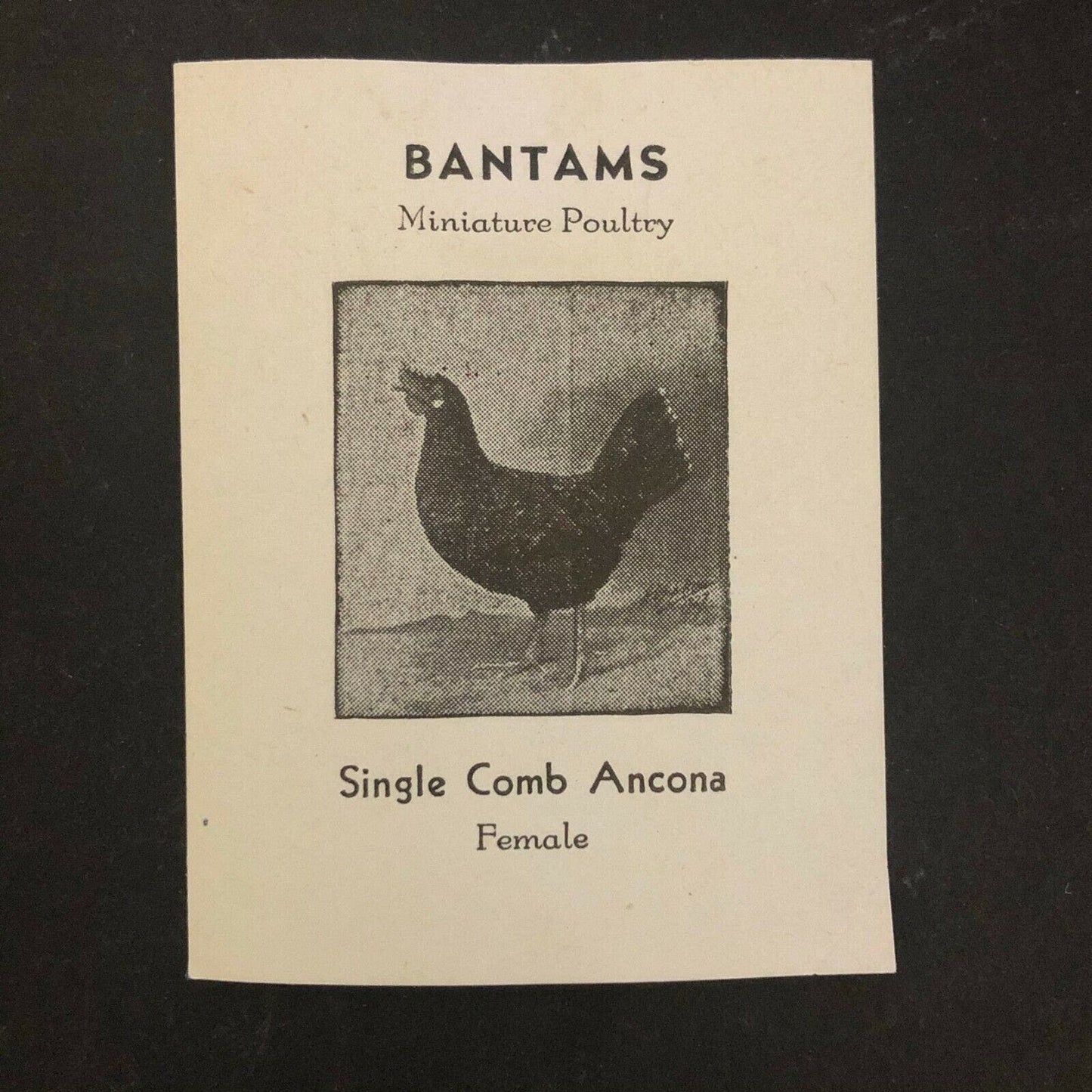 Vintage Advertising Gum Back Sticker - Bantams Miniature Poultry Ancona