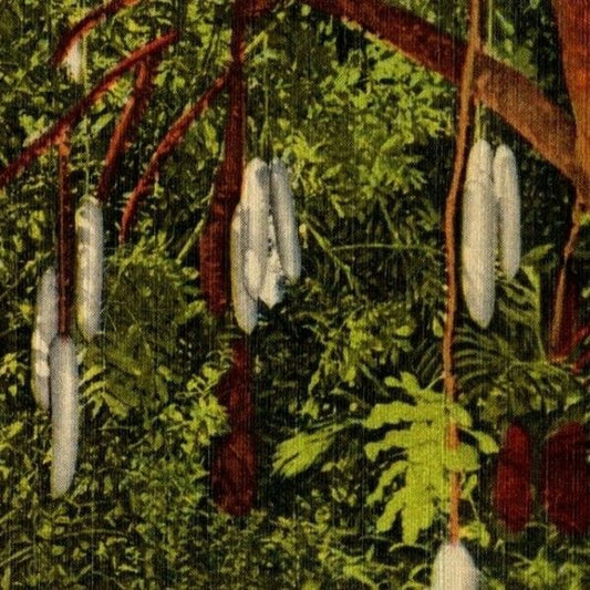 c1940's Vintage Linen Fruit Postcard Florida African Sausage Tree, Vero Beach FL