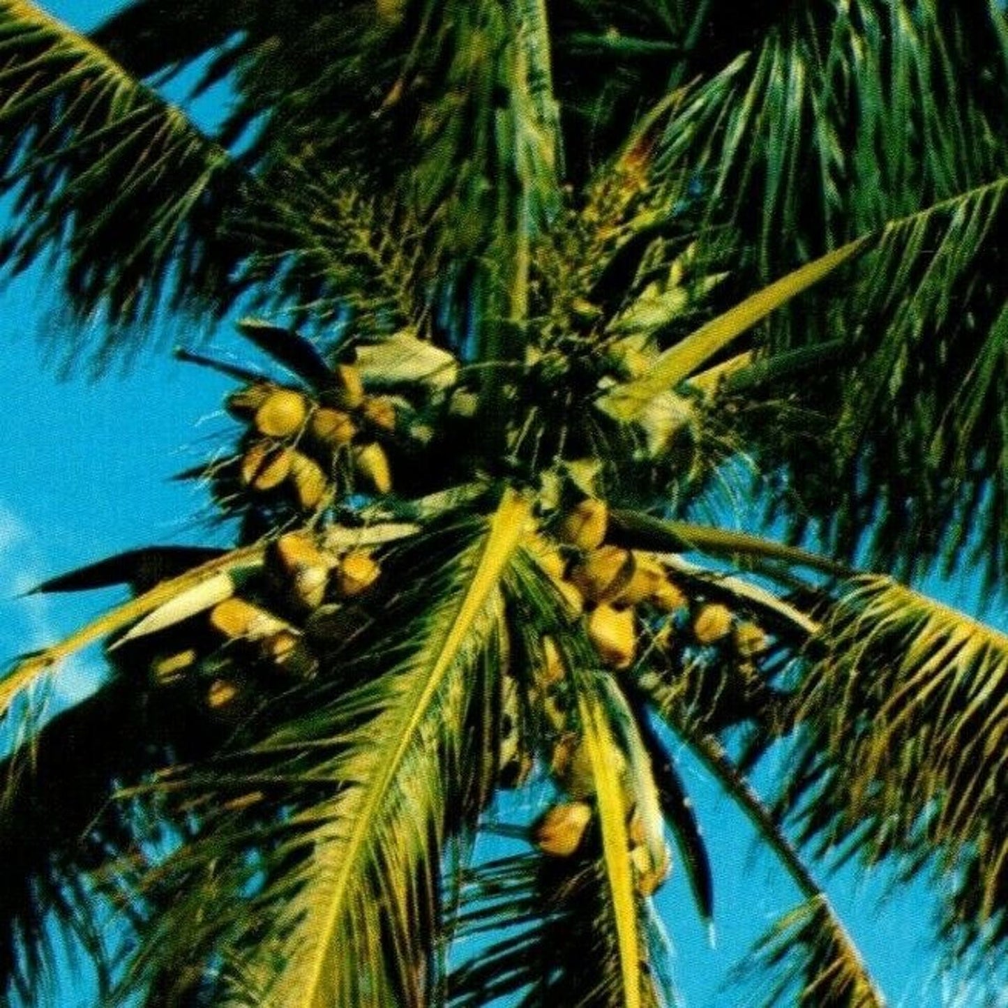 c1960 Vintage Fruit Postcard Coconuts Palm Tree - Unposted - VGC