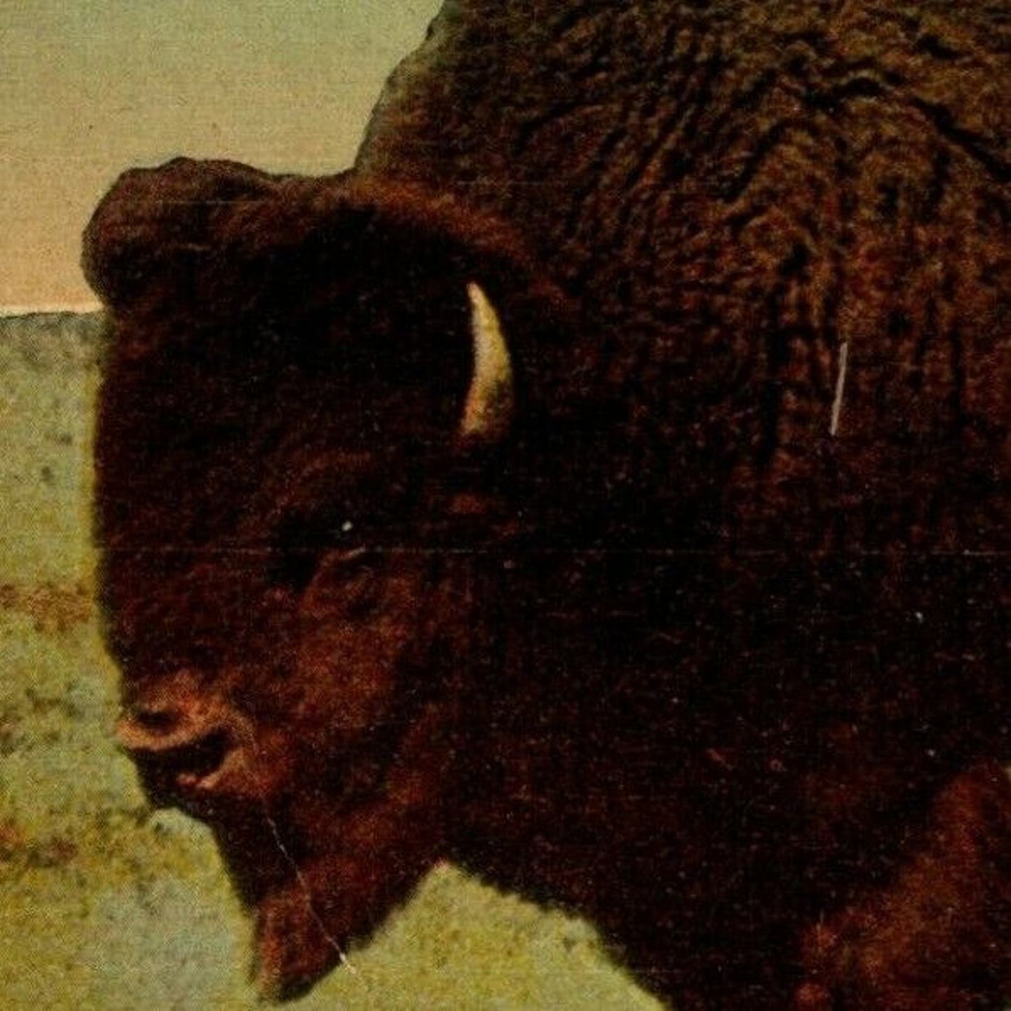 c1907-1915 Buffalo. Vintage Postcard NP Buffalo, NY