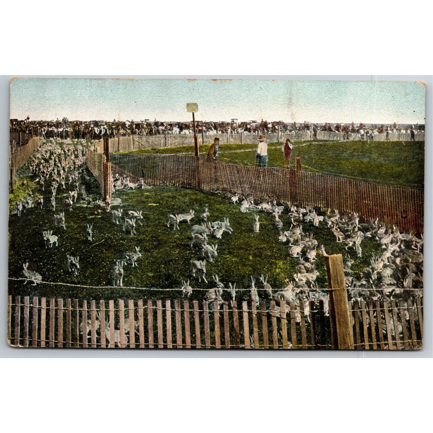Vintage c1908 PPC Postcard - "Old Time Rabbit Drive" Fresno County, Cal.