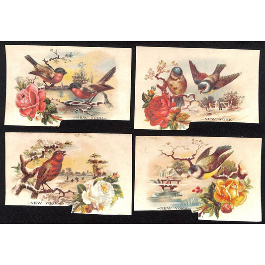 New York Dental Parlors Louisville KY (4) Victorian Trade Cards w/ Birds