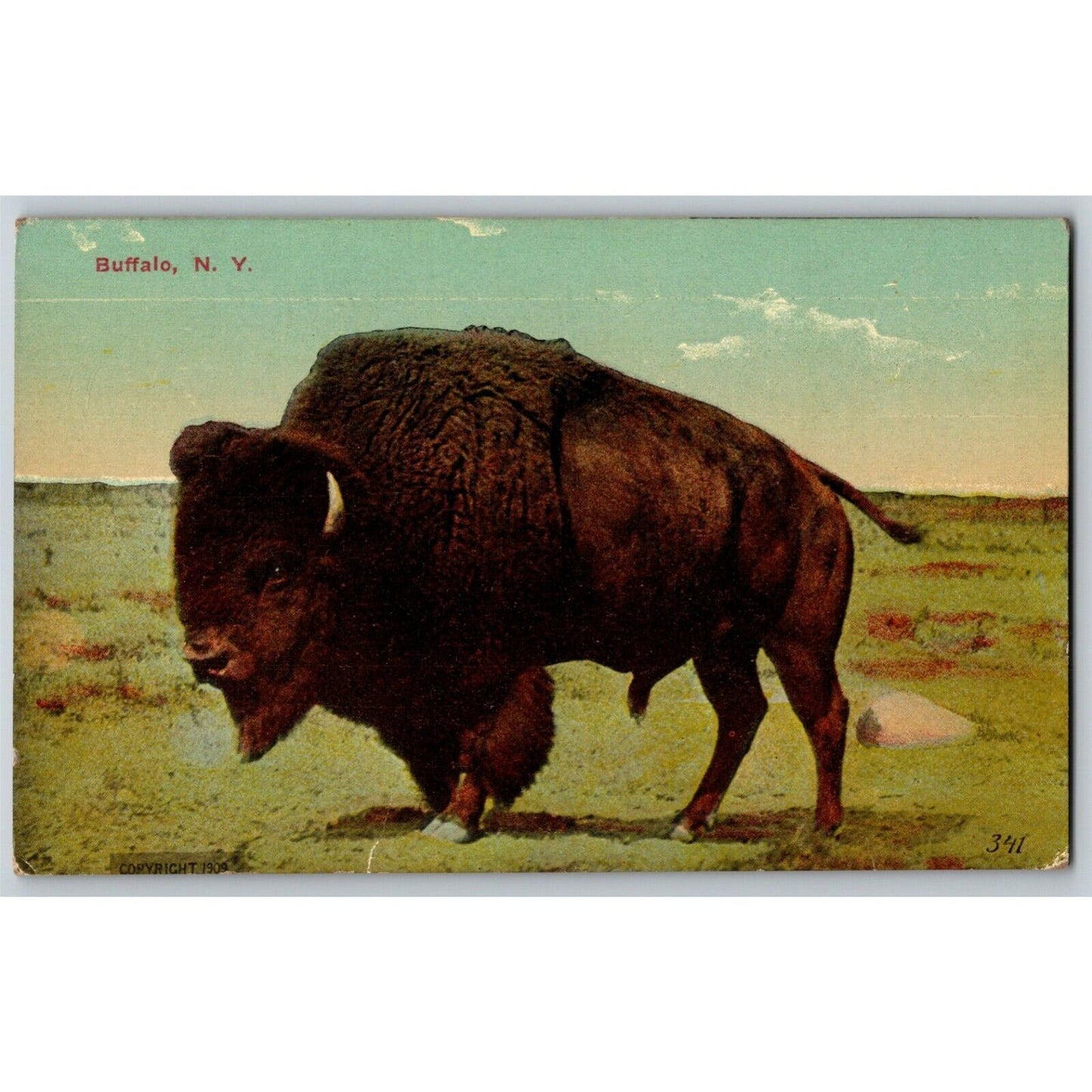 c1907-1915 Buffalo. Buffalo, NY Vintage Postcard NP