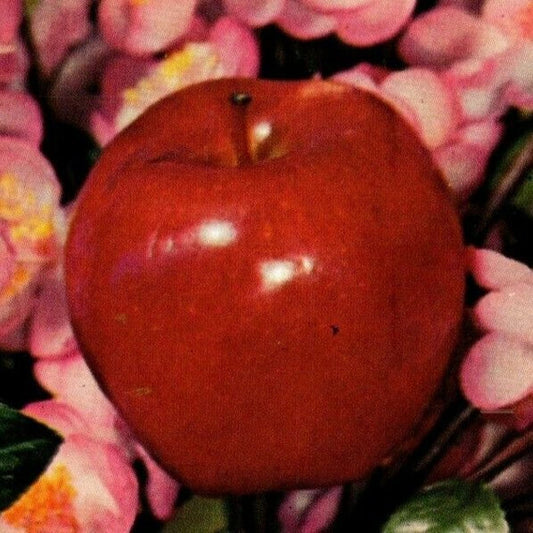 c1980's Vintage Postcard "Apples" Fruit and Flowers" Unposted - VGC