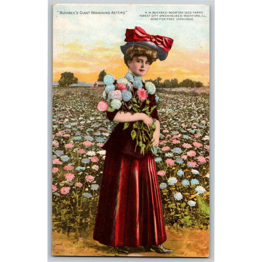 Buckbee's Giant Branching Asters Trade Card Rockford, IL Mail Order Offer - VGC