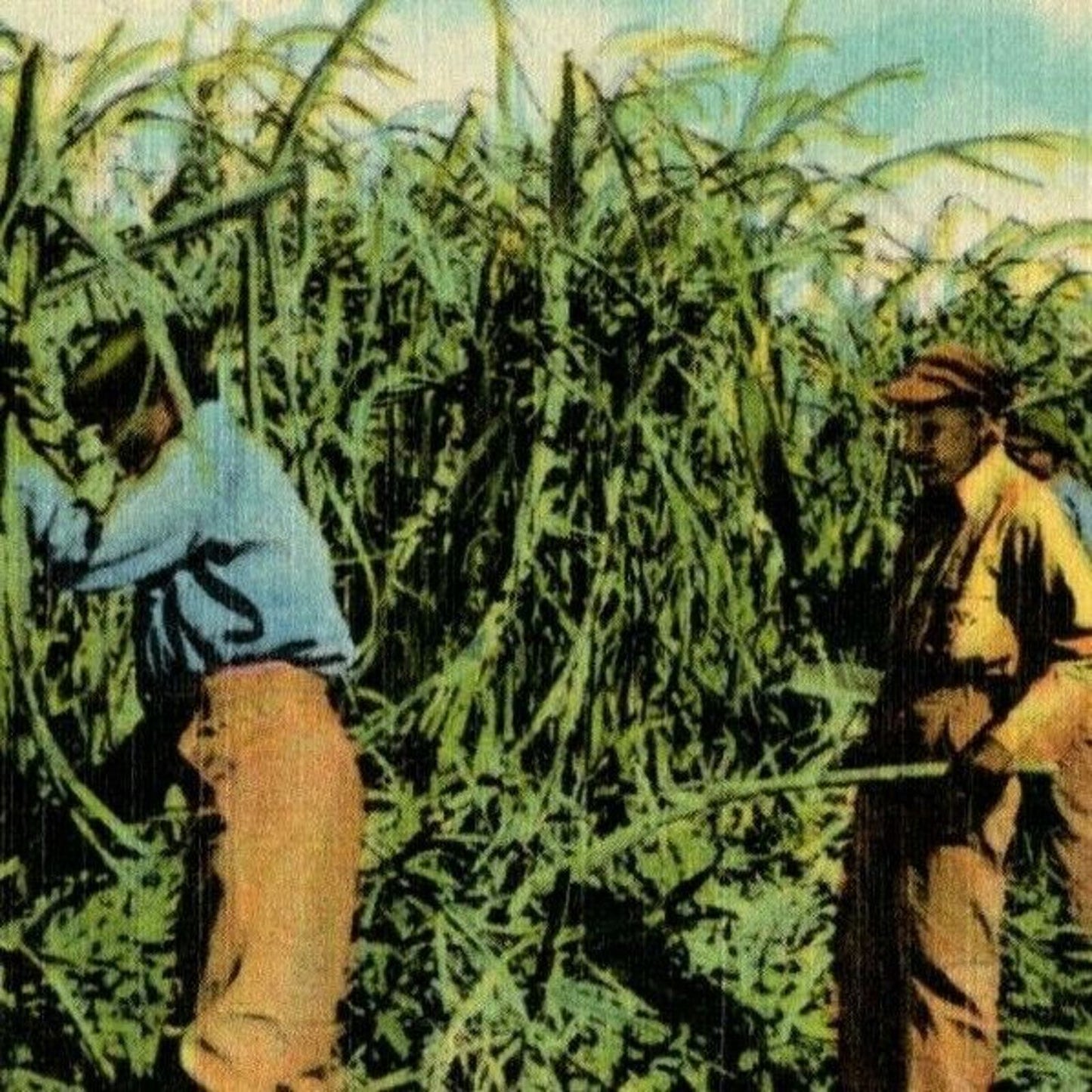 c1940's Vintage Linen Fruit Postcard Florida Everglades Harvesting Sugar Cane
