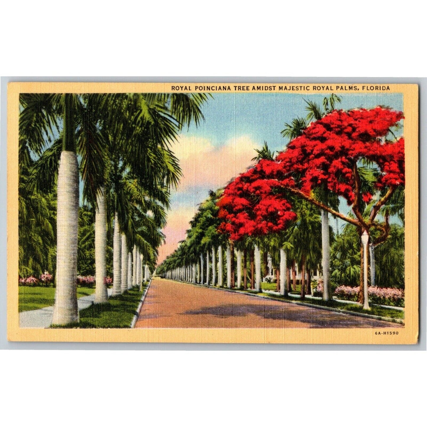 c1940's Vintage Linen Postcard Florida "Royal Poinciana Tree Amidst Royal Palms"