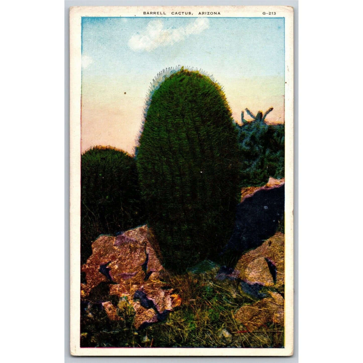 c1915-25 "Barrell Cactus, Arizona" Vintage Unposted Postcard